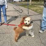 Dogs hugging Animal meme template blank