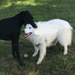 Black dog biting white dog Animal meme template blank  Animal, Vs, Biting, Dog, Eating, Black, White