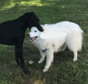 Black dog biting white dog Biting meme template