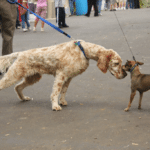 Big dog vs. small dog Animal meme template blank  Animal, Dog, Big, Vs, Small, Fighting, Squaring