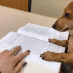 Meme Generator – Dog reading book