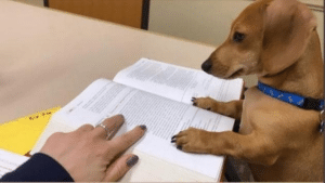 Dog reading book Helping meme template