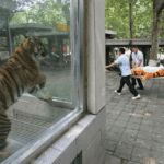 Tiger watching another tiger being carried away on stretcher Animal meme template blank  Animal, Tiger, Sad, Watching, Friend, Carrying, Hurting