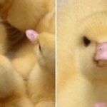 Angry duck Angry meme template blank  Angry, Duck, Zoom, Face, Animal, Reaction