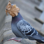 Pigeon with leaf on face Animal meme template blank  Animal, Pigeon, Leaf, Covering, Face, Ignoring, Hiding, Blind