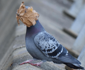Pigeon with leaf on face Face meme template