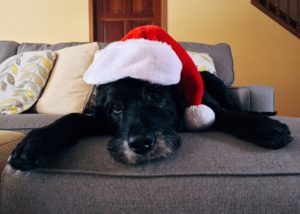 Dog with Santa Hat Wearing meme template