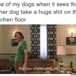 Memes Dogs, Dog, Shit  Dogs, Dog, Shit