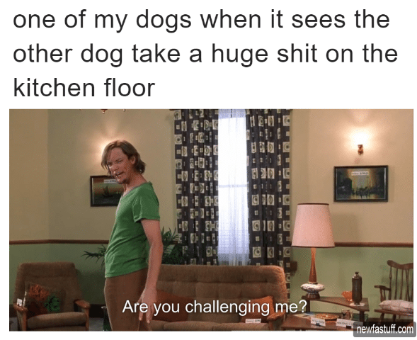 Dogs, Dog, Shit Memes Dogs, Dog, Shit 